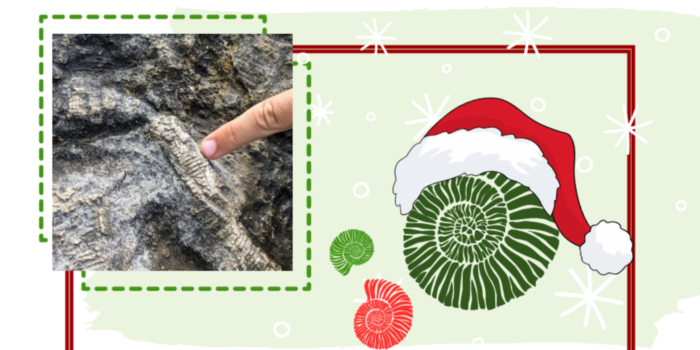 Christmas Fossil tours - Event listing